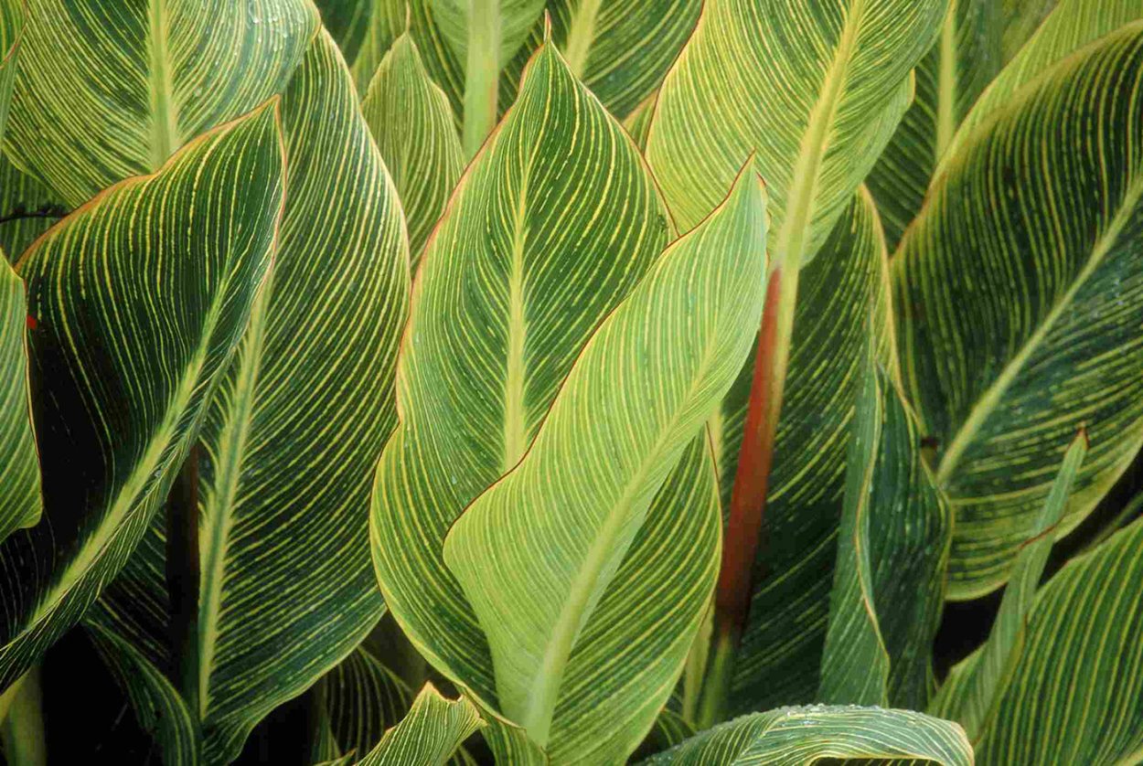 Канна с пестрыми листьями