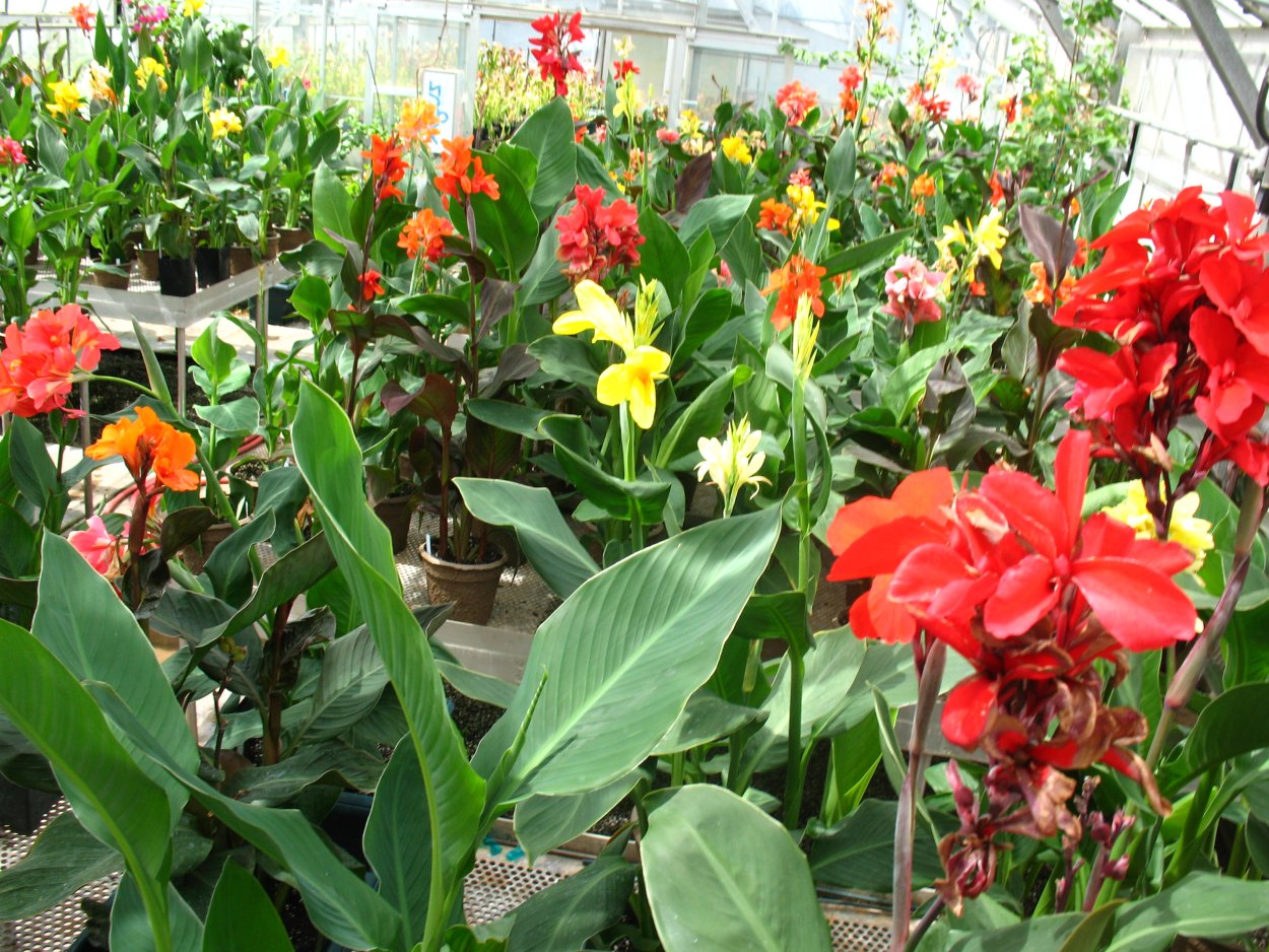 Канна рабатка