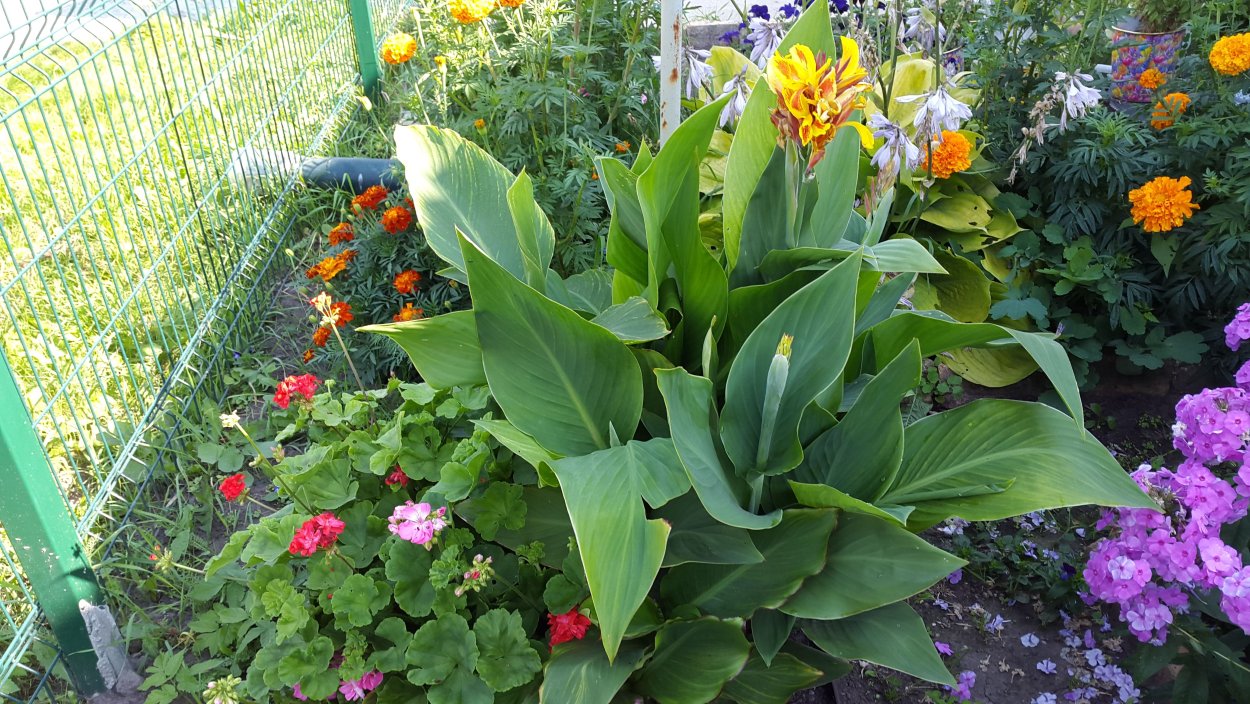 Канны на клумбе