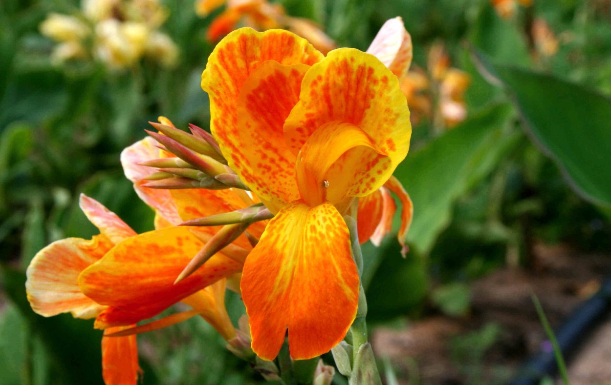 Канна (сорт 'Apricot Dream')