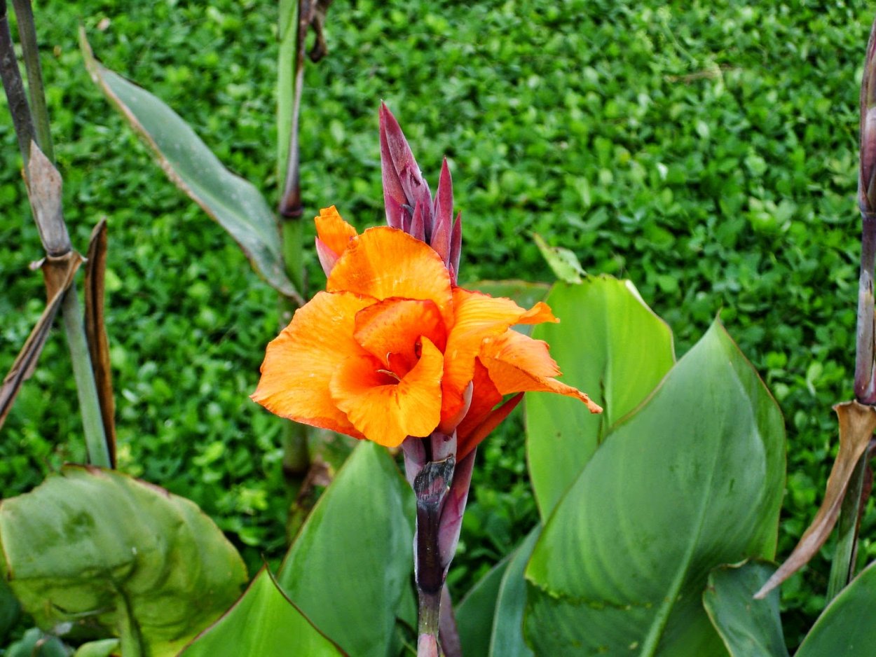 Канна Индика цветок