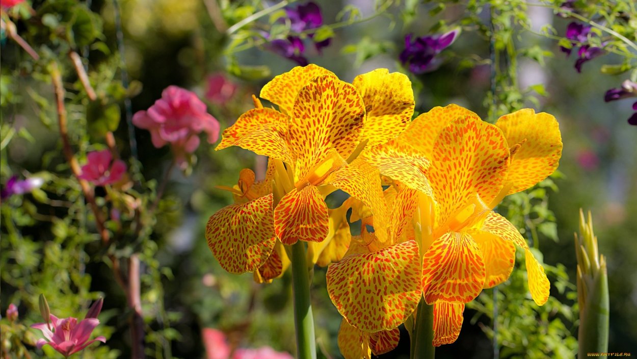 Канна Кабальеро фото