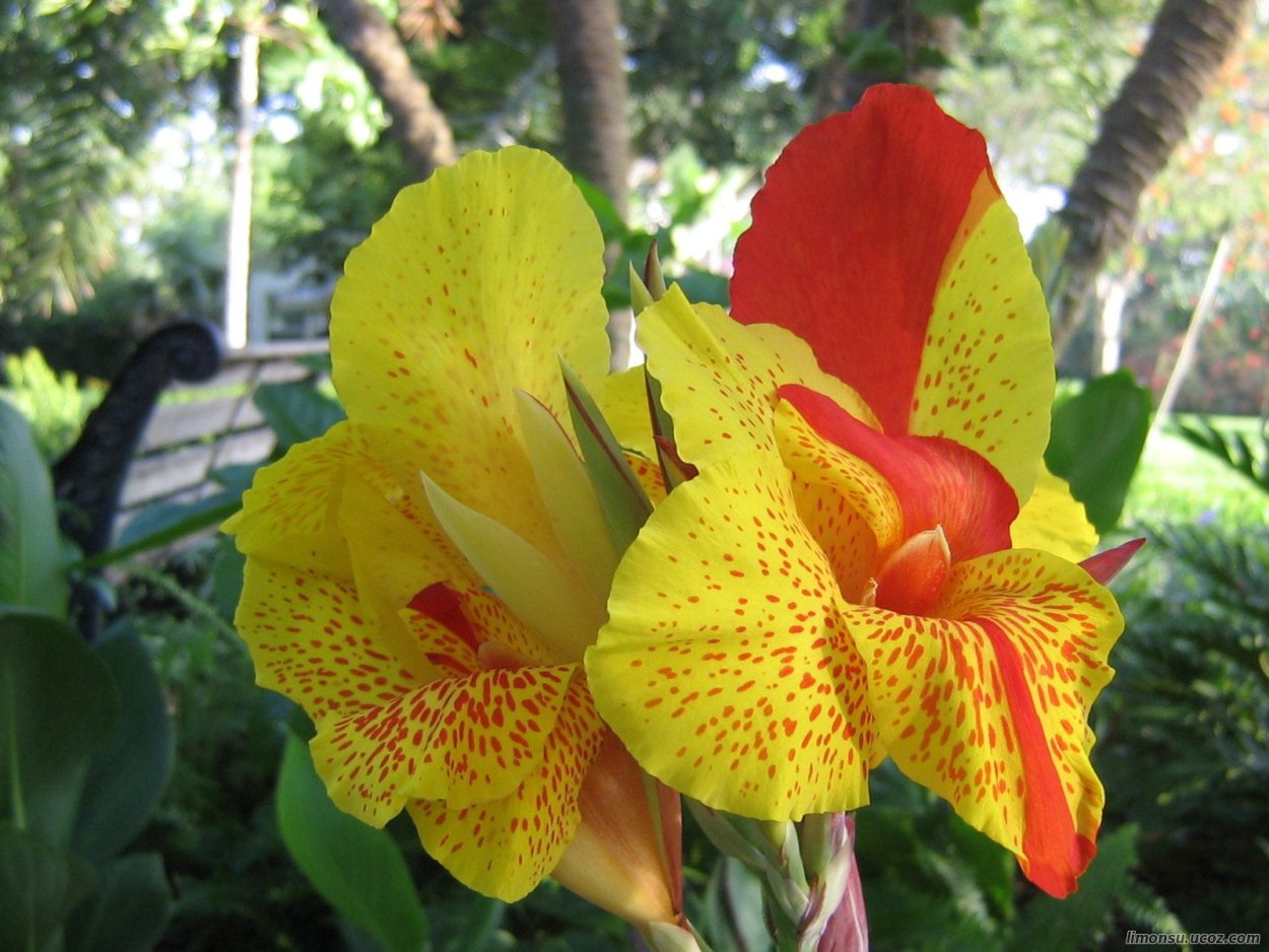 Канна Страйпт Бьюти