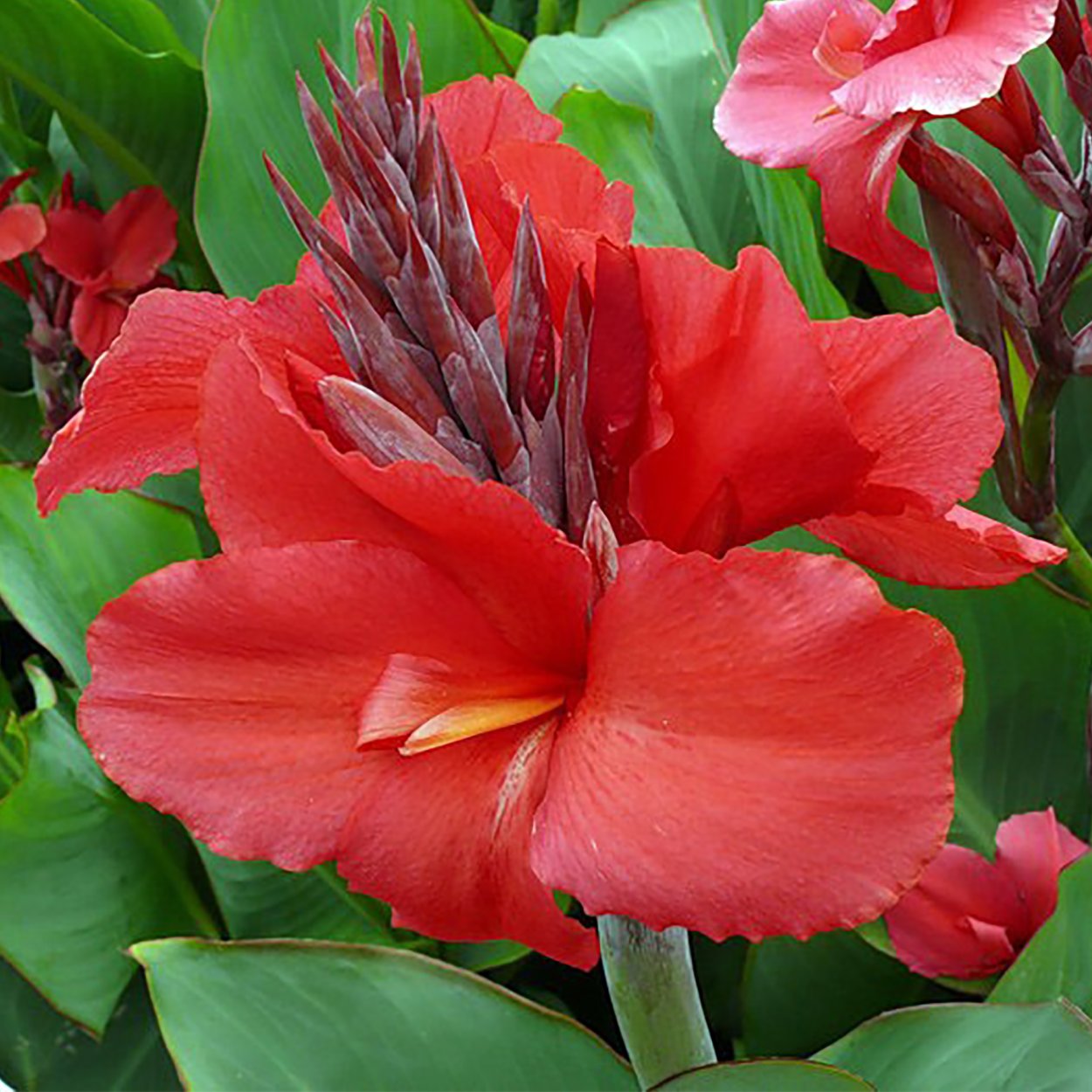 Канна президент