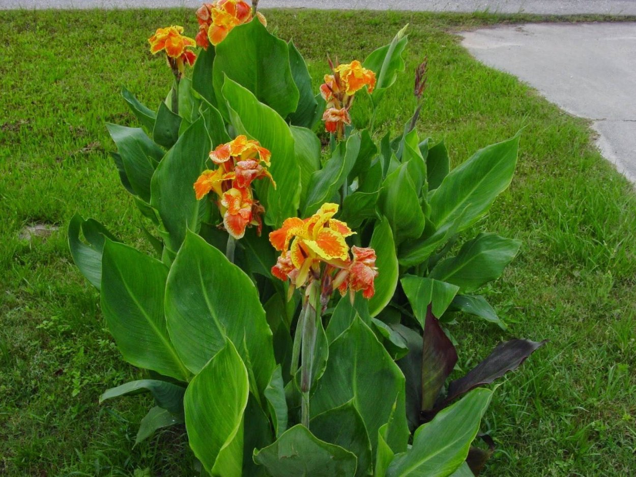 Канна индийская