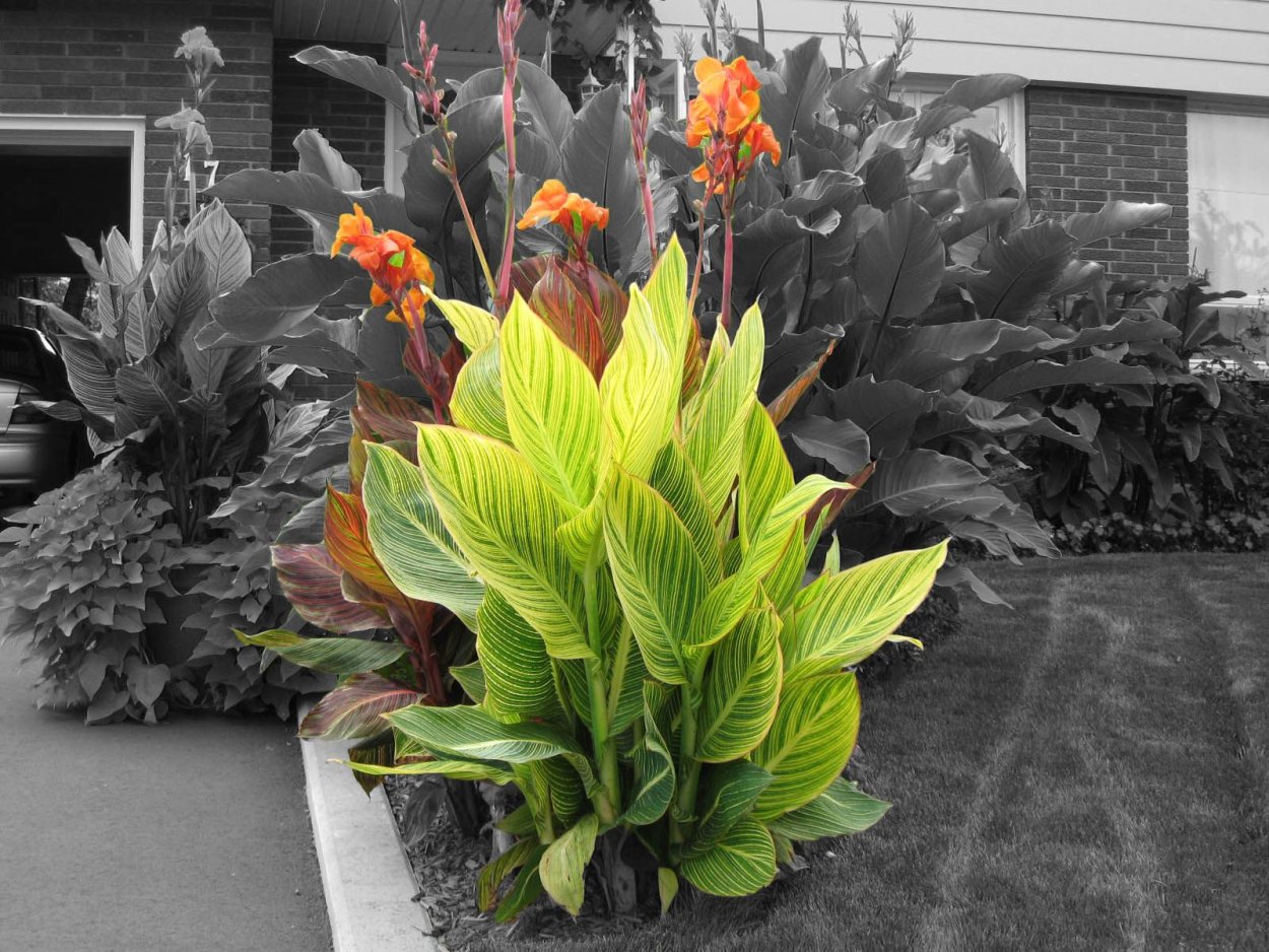 Канна Претория Pretoria