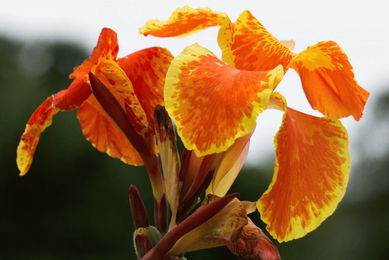Канна canna