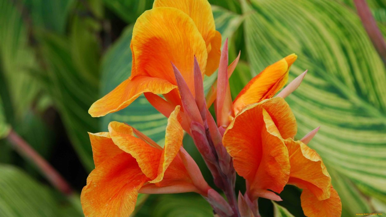 Канна Голд Адер