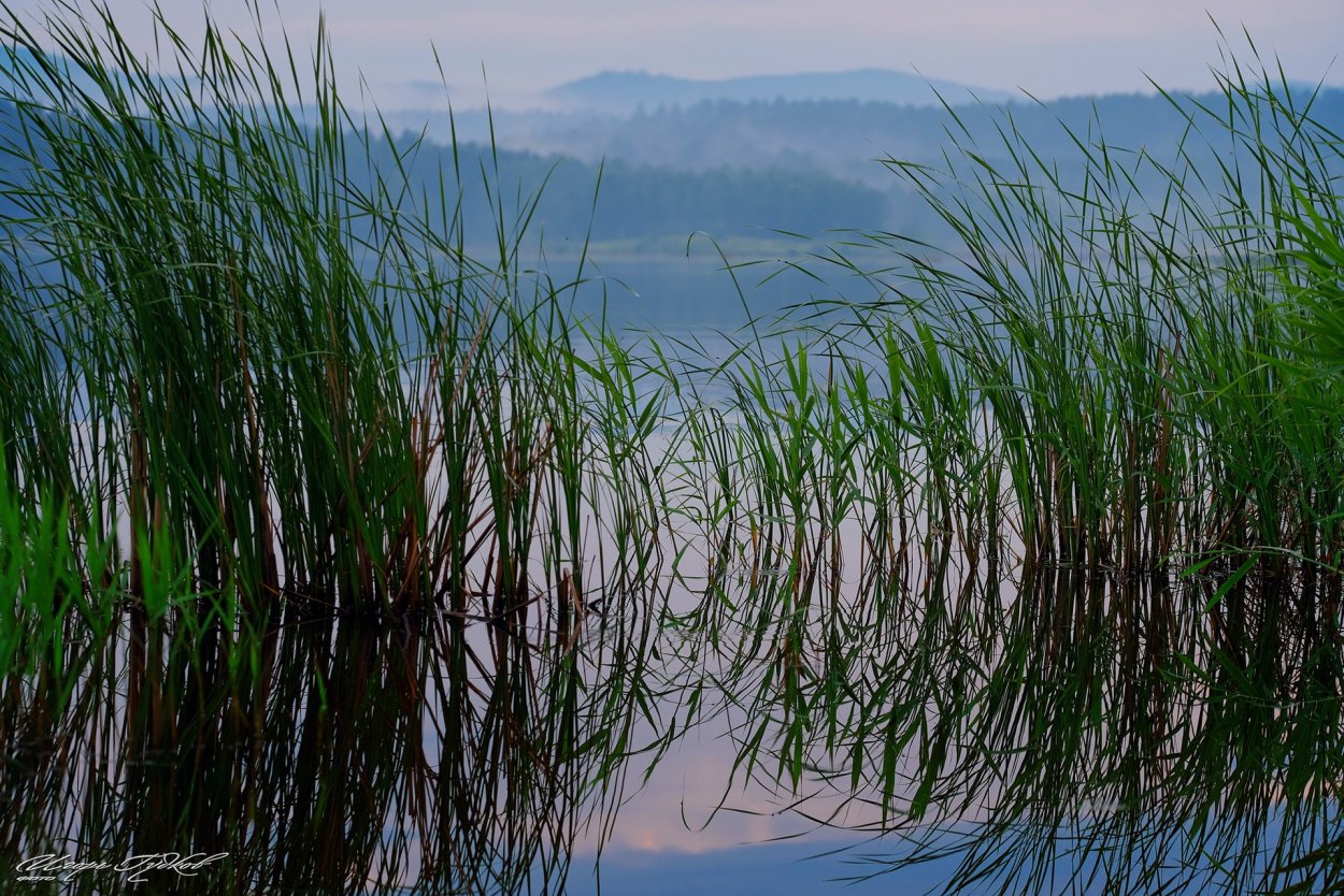 Аланг-Аланг растение