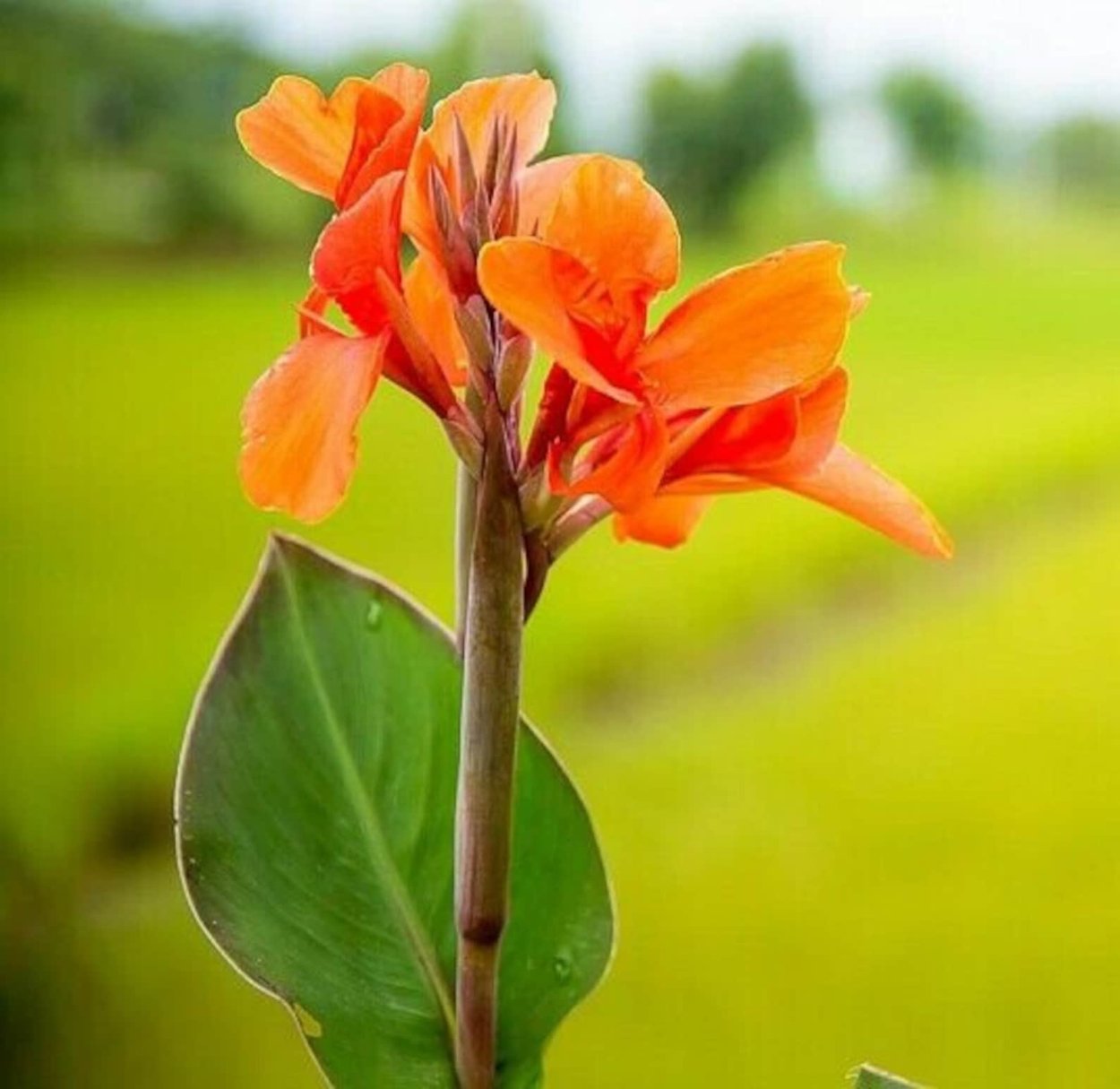 Оранжевая Канна – Orange canna