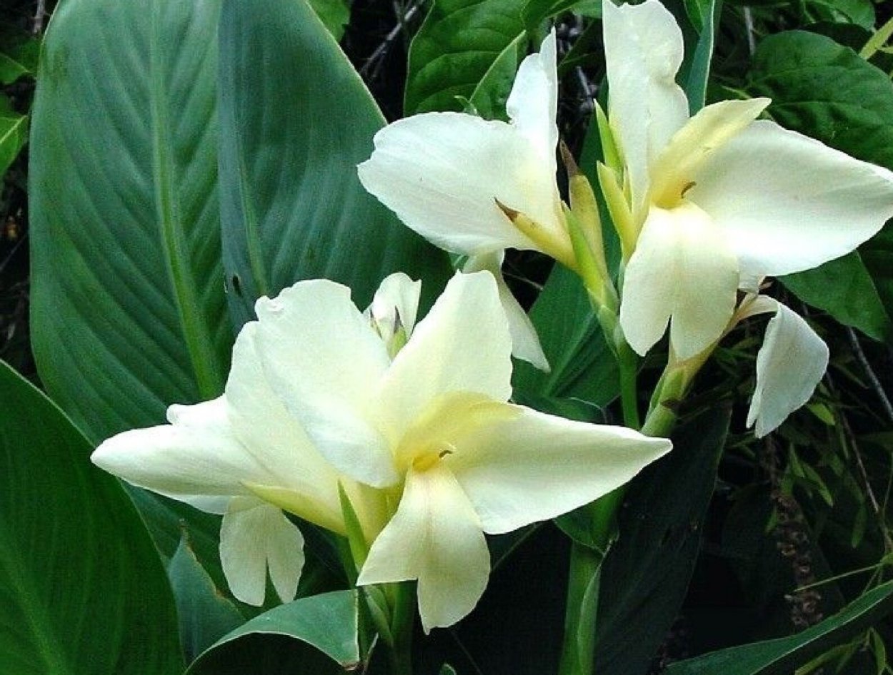 Канна Эрмин