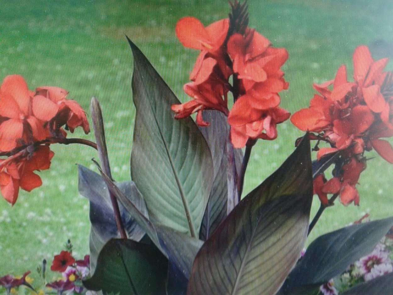 Канна Блэк Найт