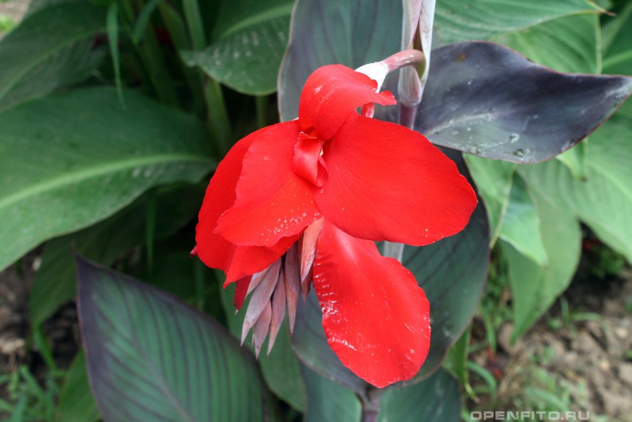 Канна индийская