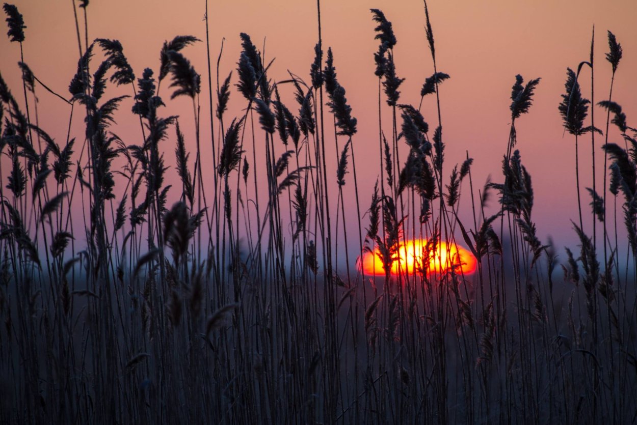 Камыш и рогоз