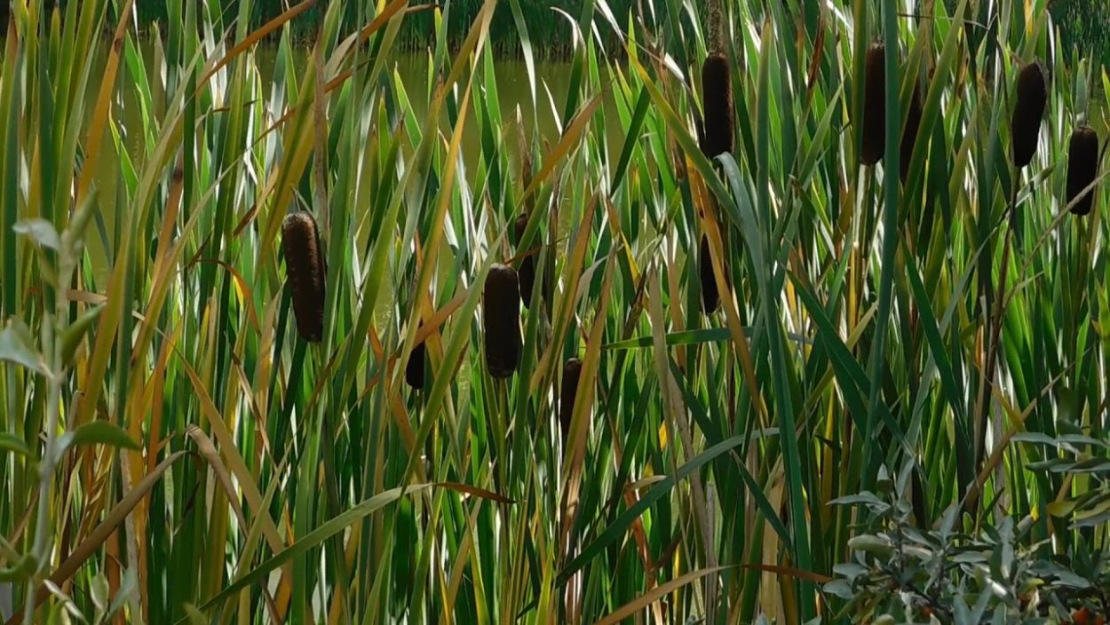 Рогоз узколистный (Typha angustifolia l.)