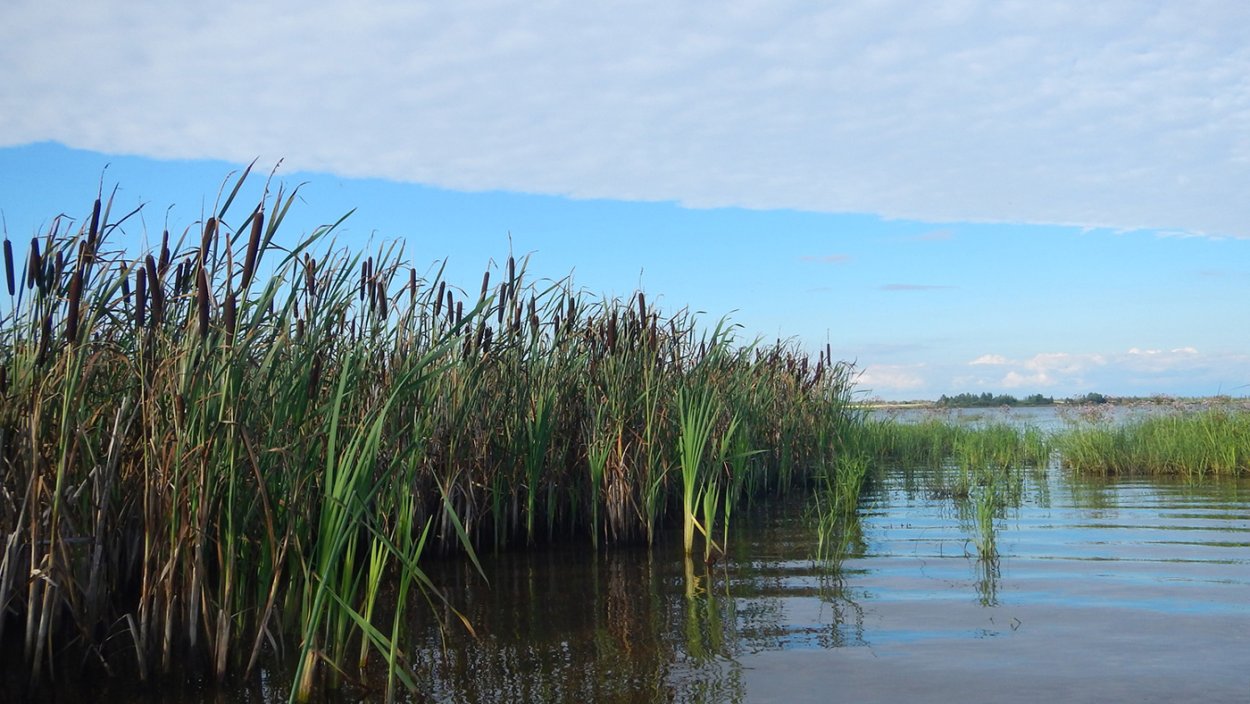 Камыш бокоцветковый