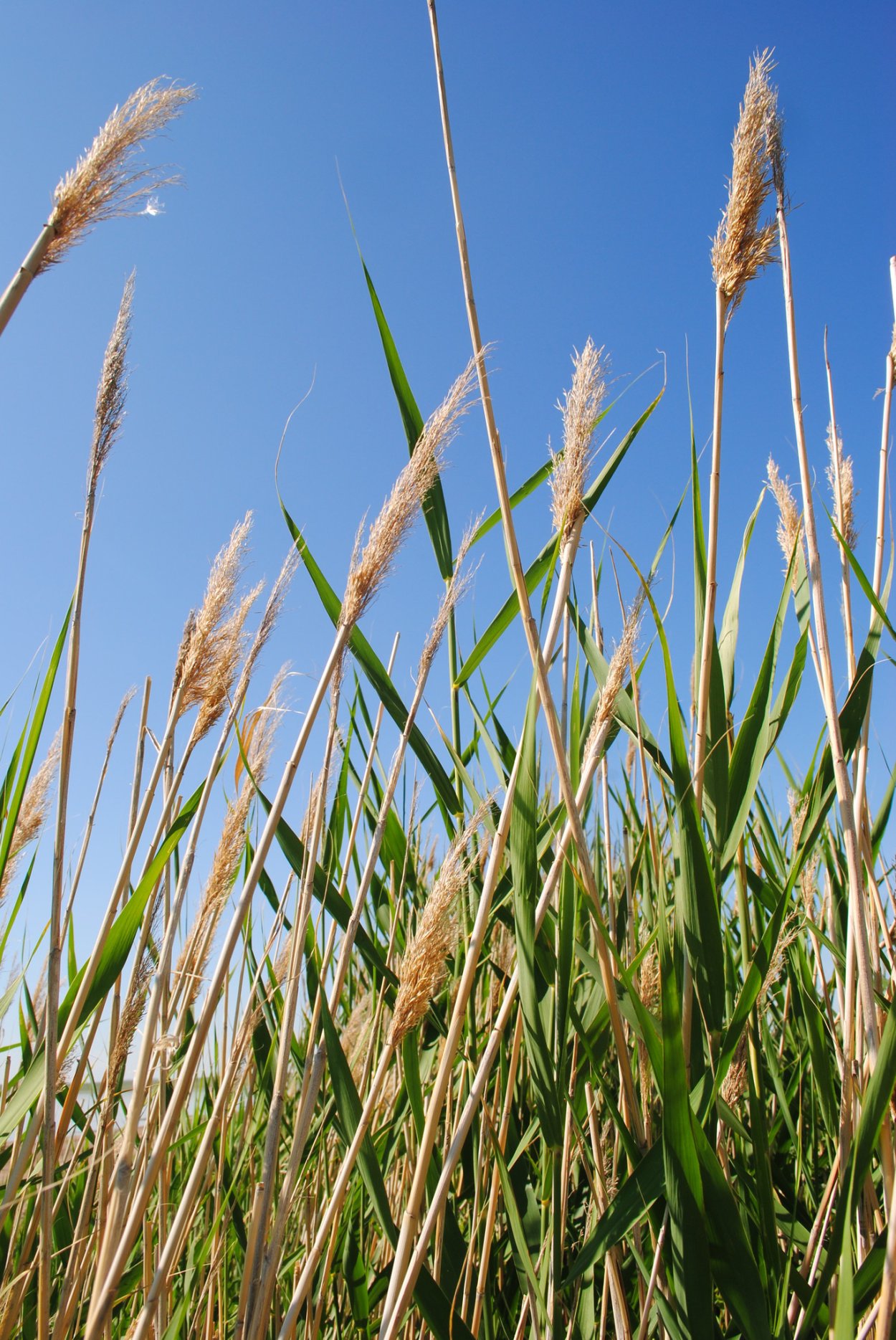 Камыш колхидский