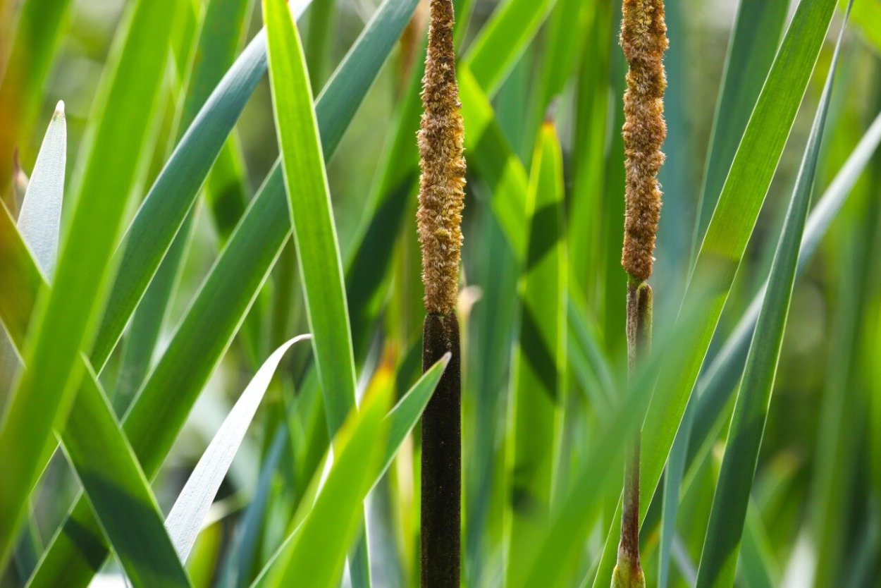 Камыш полевой