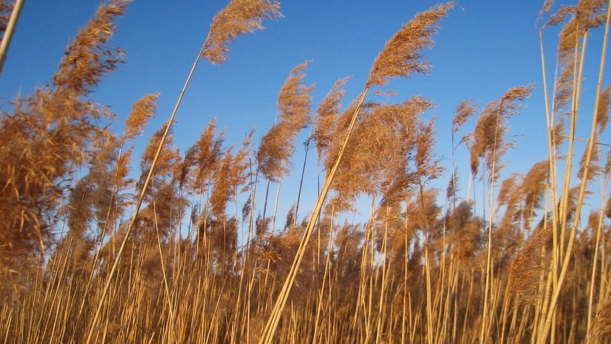 Рогоз широколистный и камыш