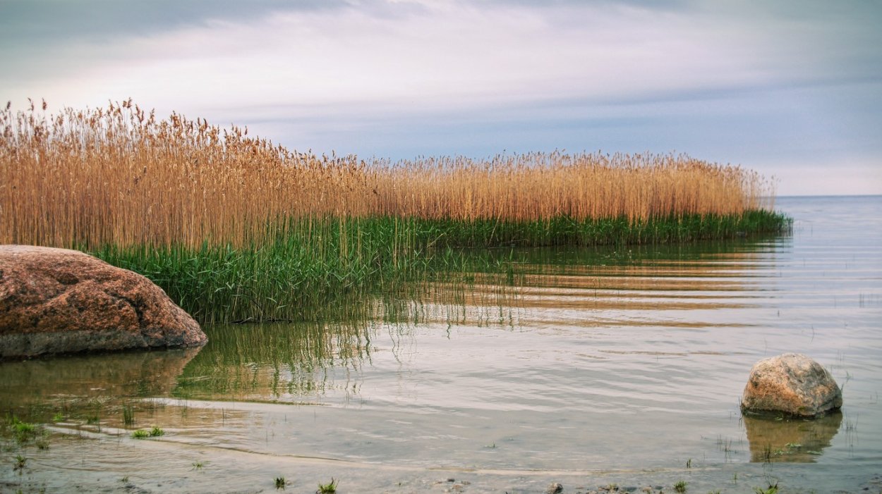 Рогоз широколистный и камыш