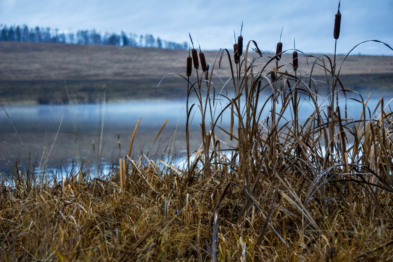 Рогоз Typha latifolia