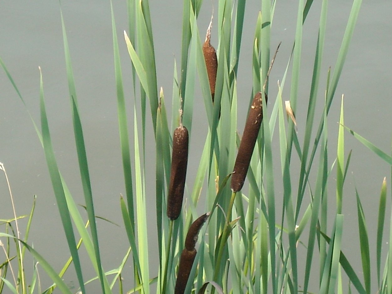 Рогоз широколистный (Typha latifolia)