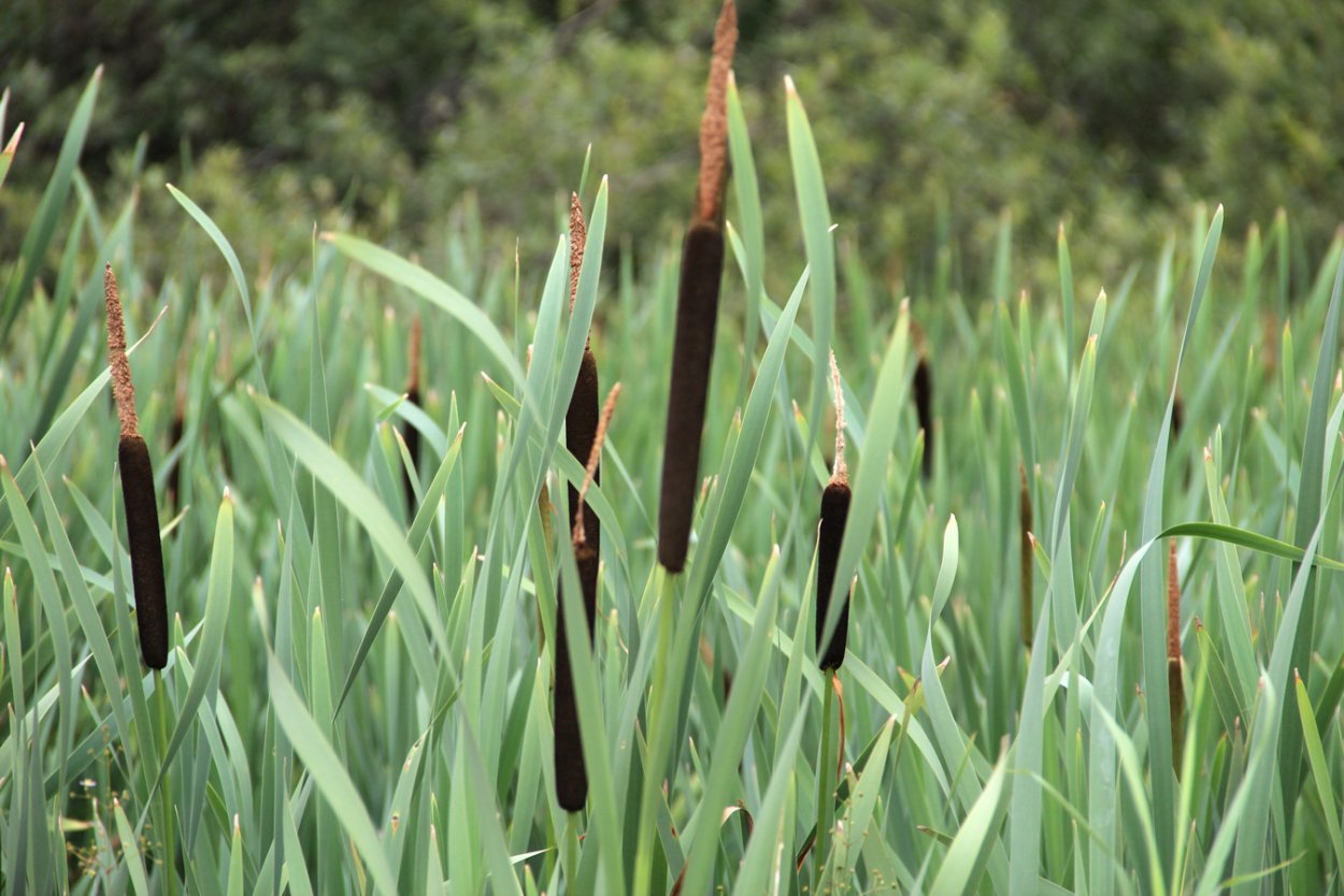 Камыш рогоз кувшинки