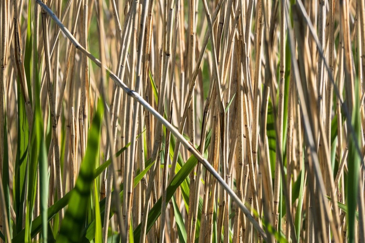 Пампасная трава камыш