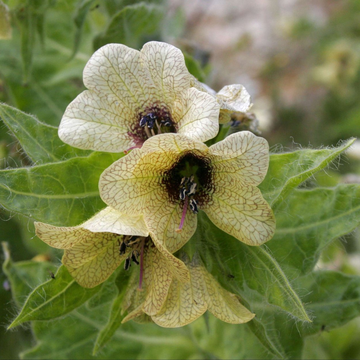 Волчье лыко (Волчеягодник обыкновенный)