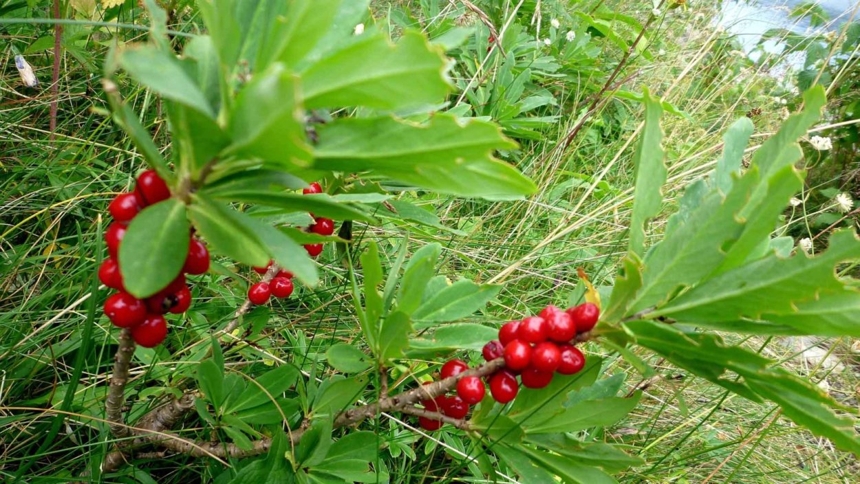 Волчеягодник Софии ягоды