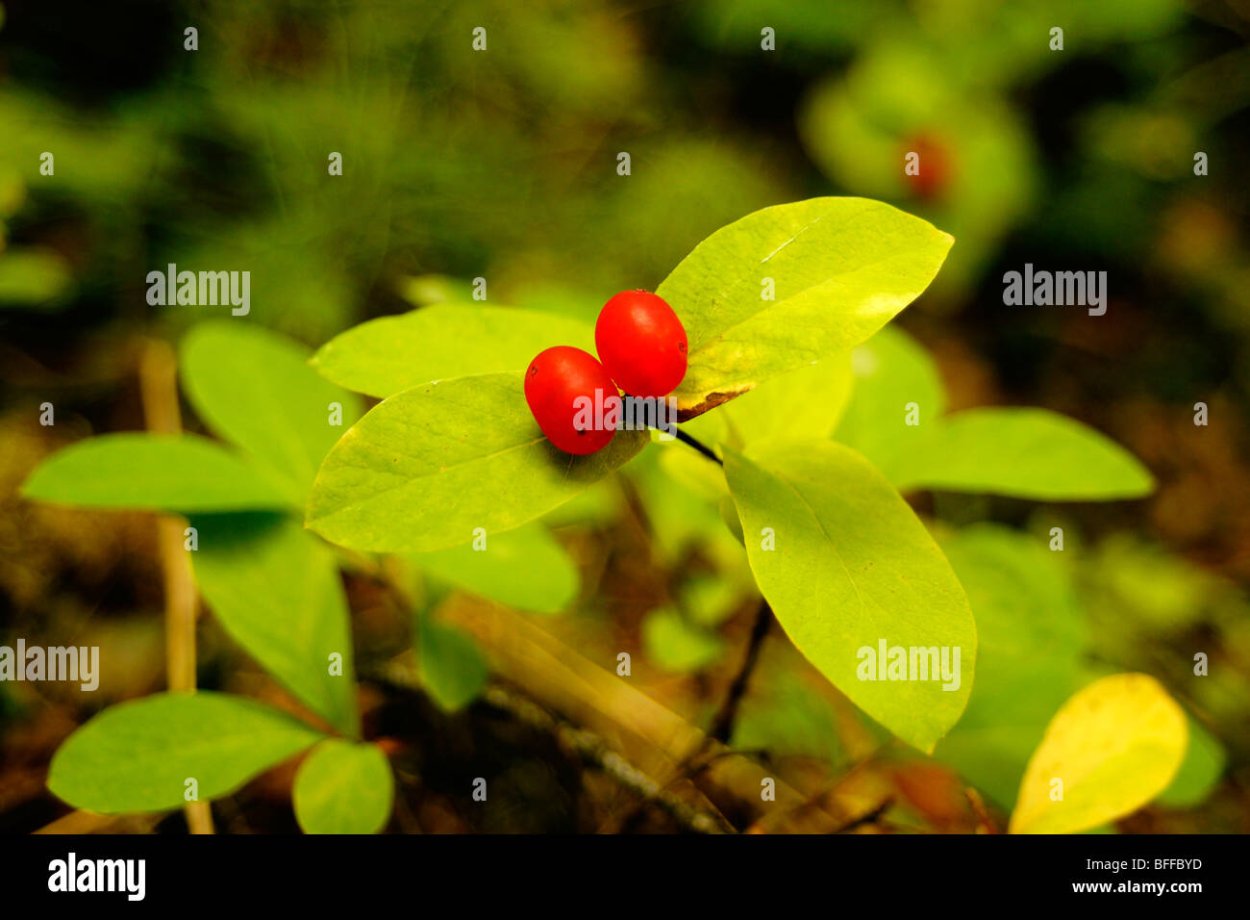 Ядовитые ягоды Камчатки