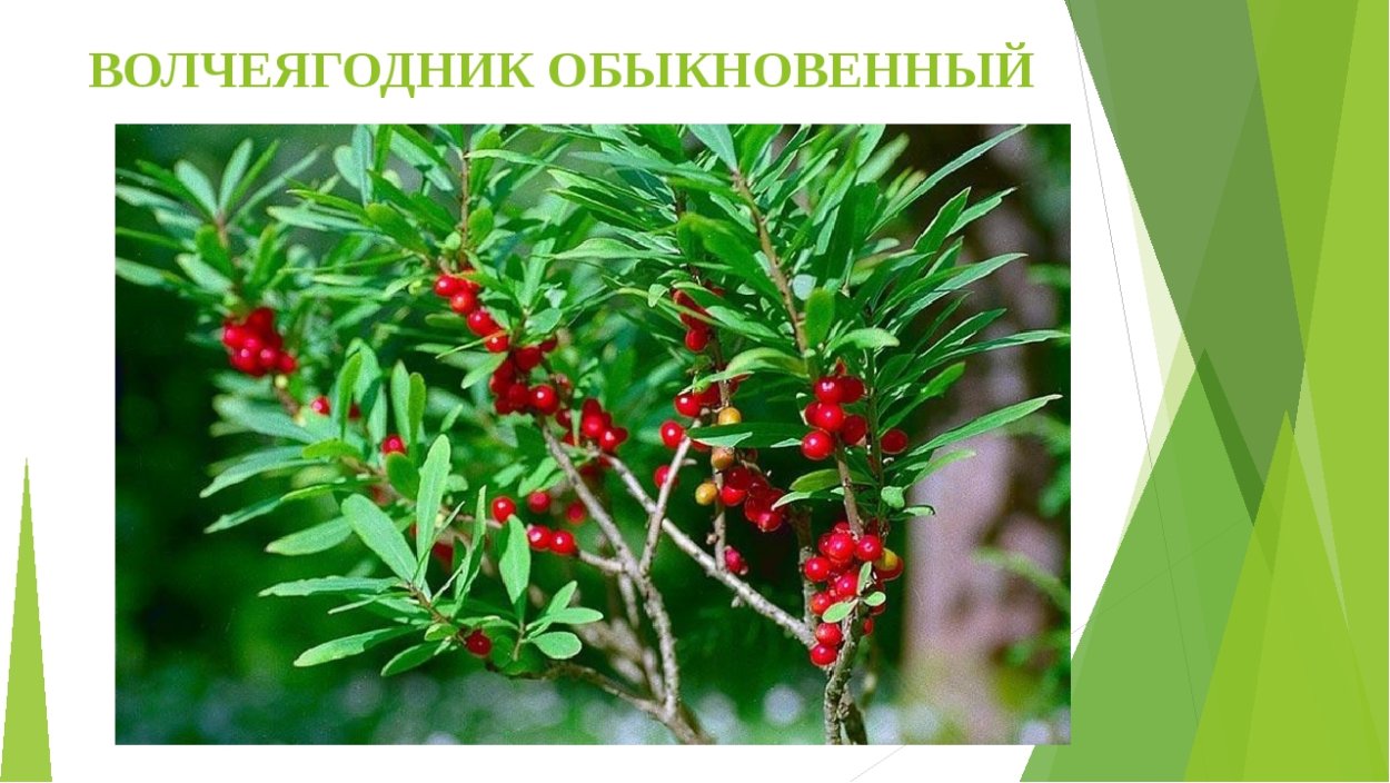 Ядовитые растения карточки