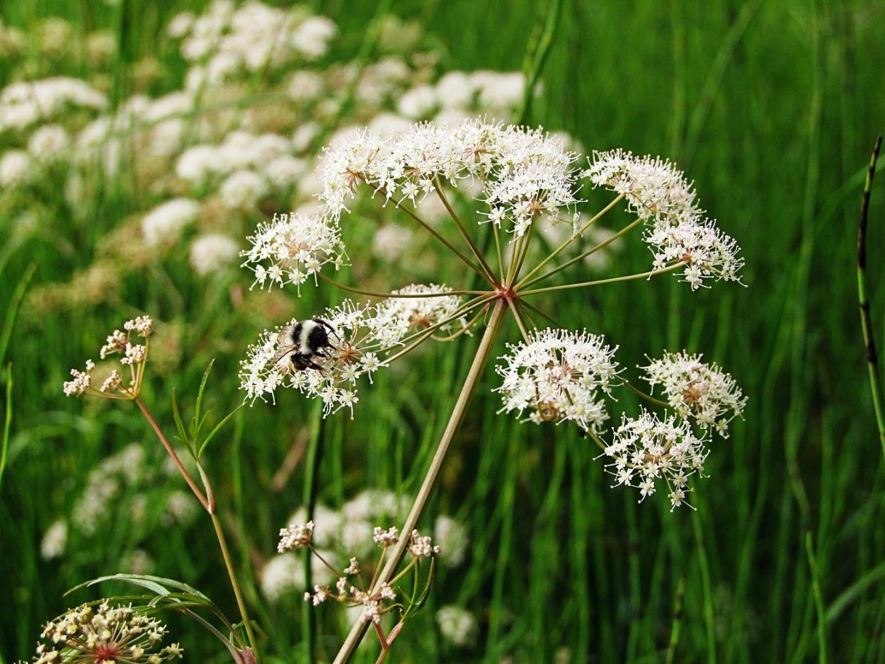 Бузина обыкновенная (Sambucus racemosa)