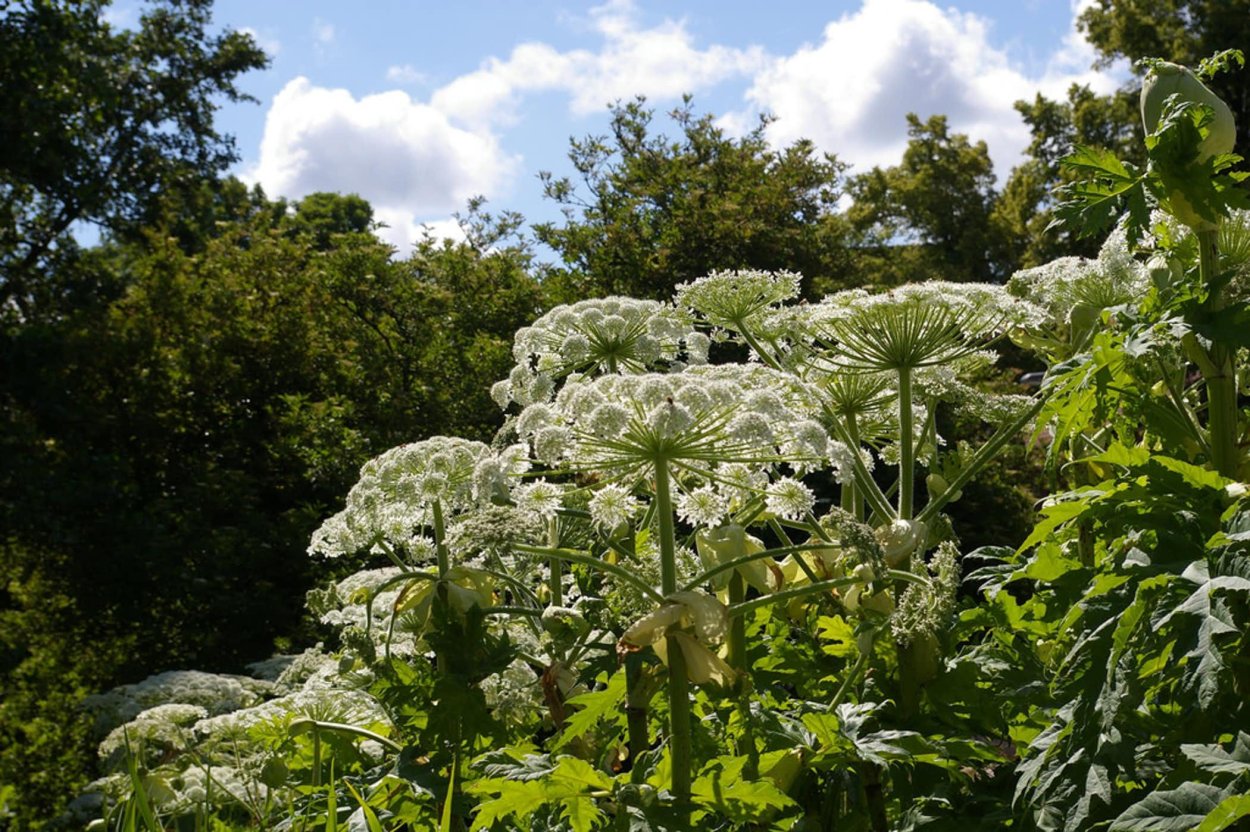 Борщевик острый лист