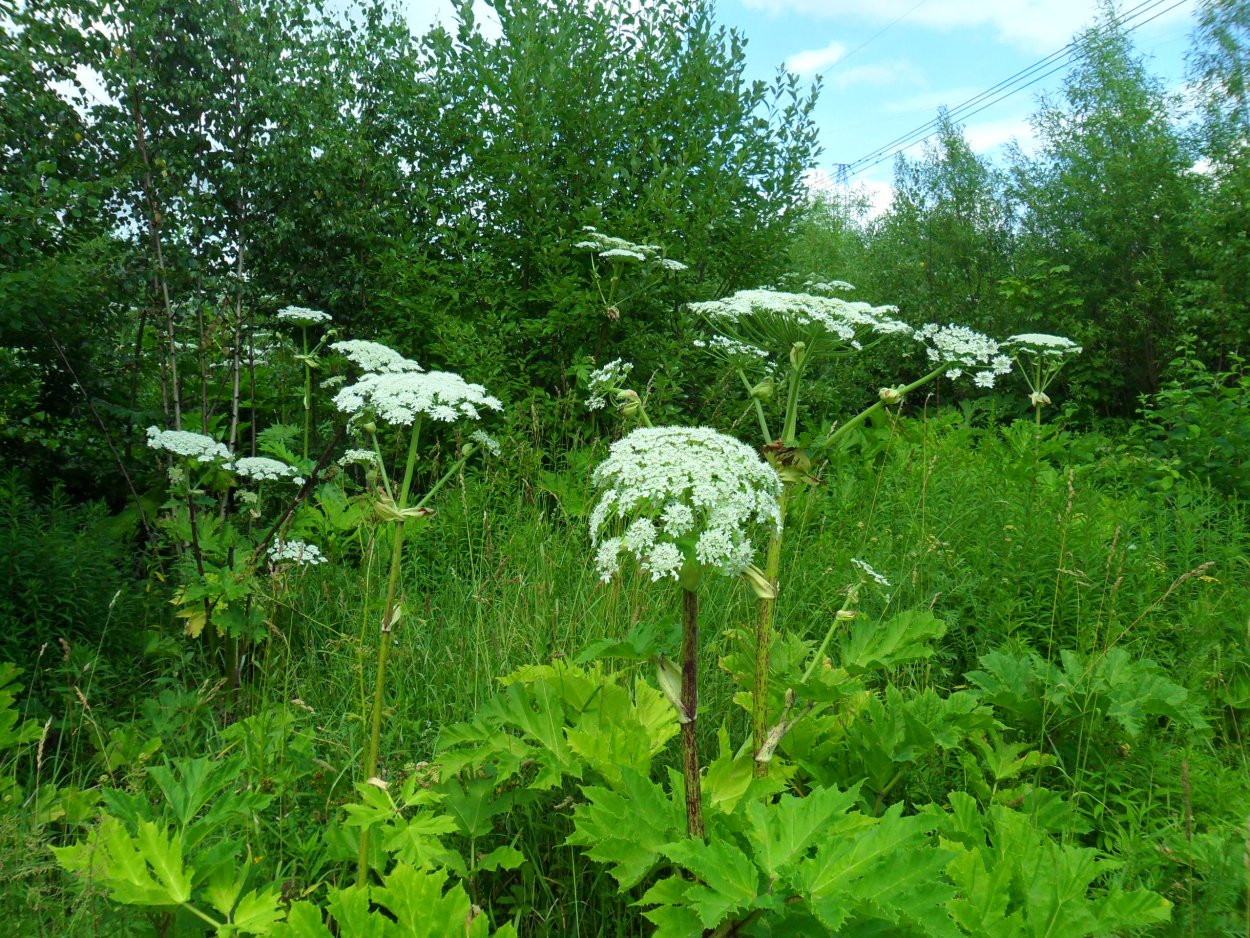 Вех ядовитый