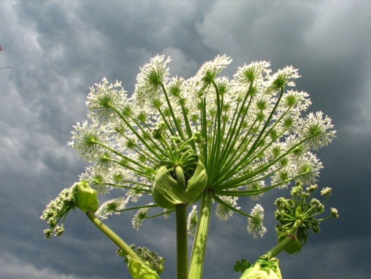 Ядовитые растения России