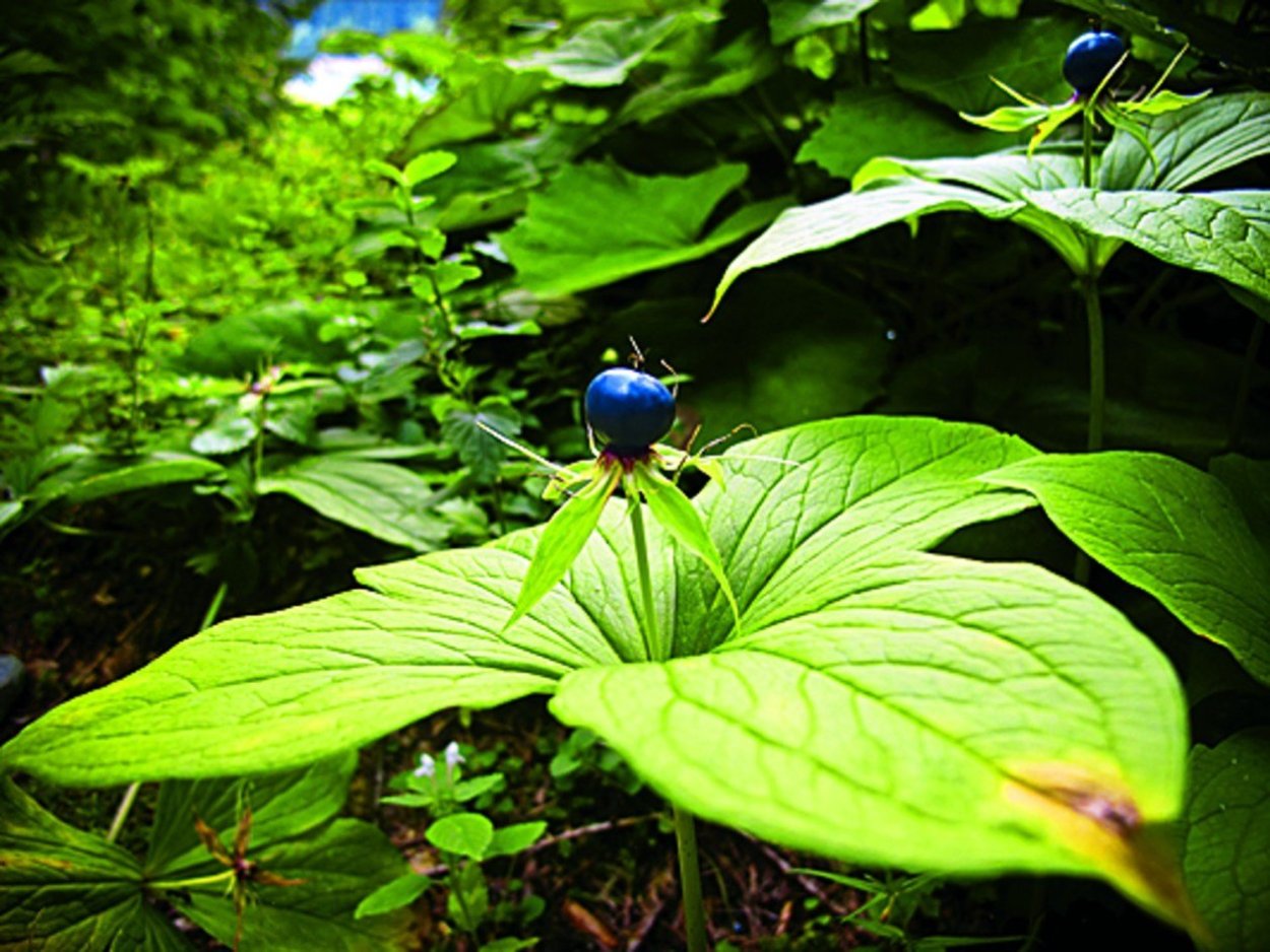 Кустарнички черника брусника