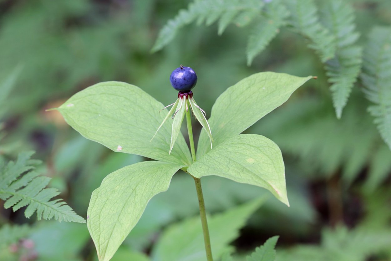 Paris quadrifolia l. Вороний глаз четырёхлистный