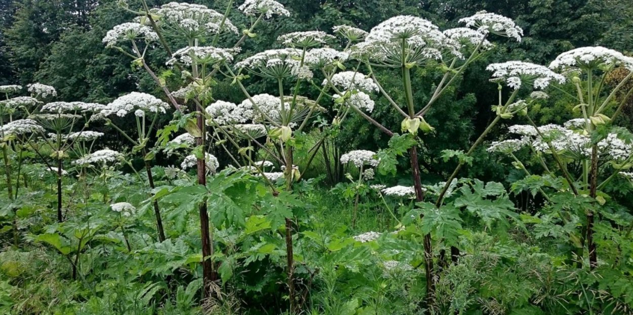Сообщение самые ядовитые растения