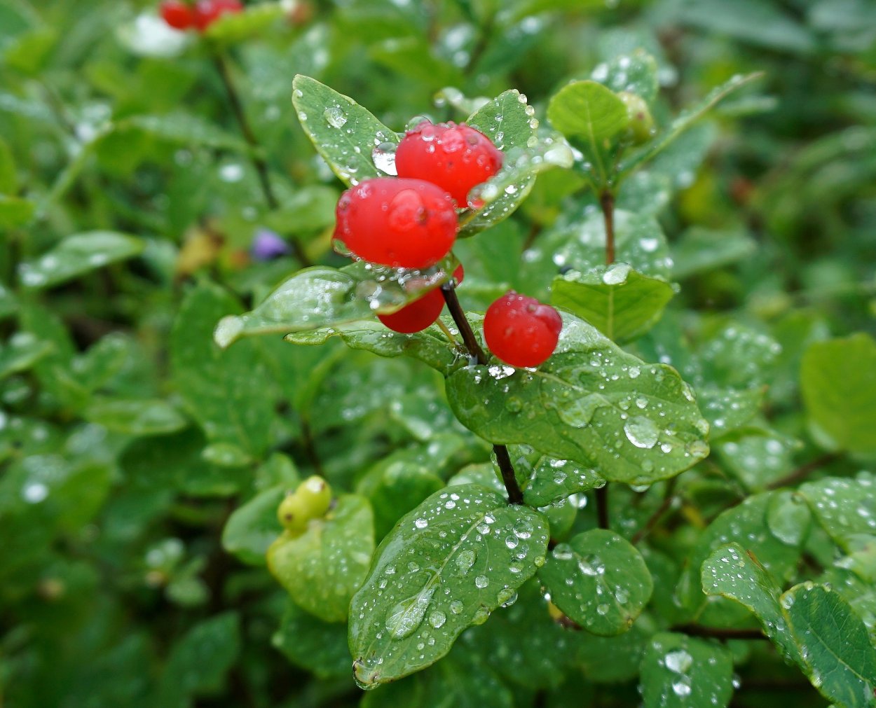 Борщевик ядовитое растение