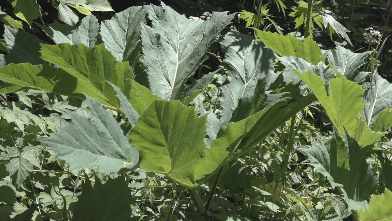 Борщевик Сибирский пучка