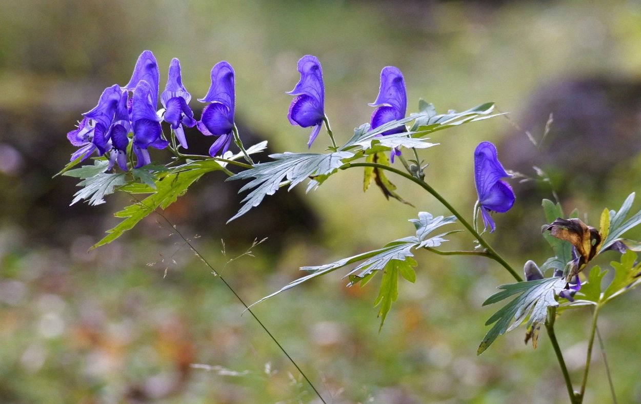 Аконит разнолистный
