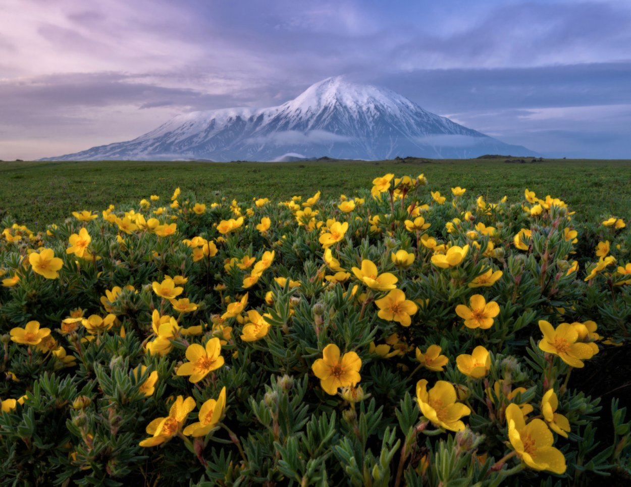 Борщевик Сосновского