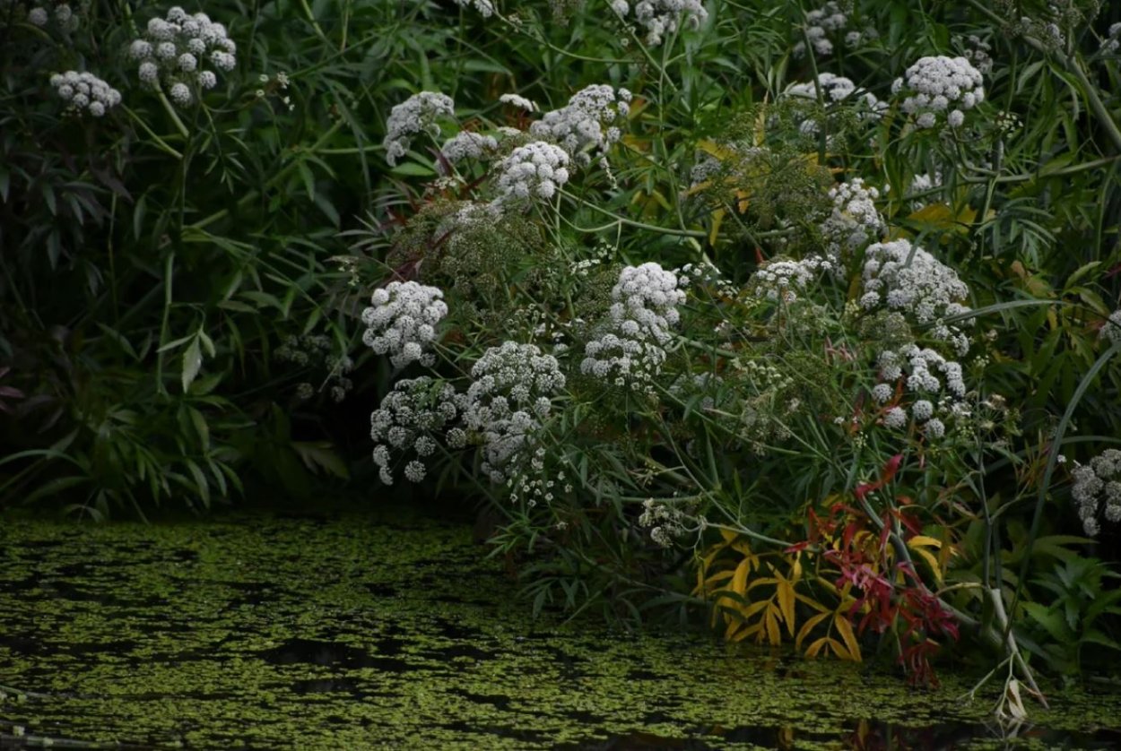 Борщевик Сосновского