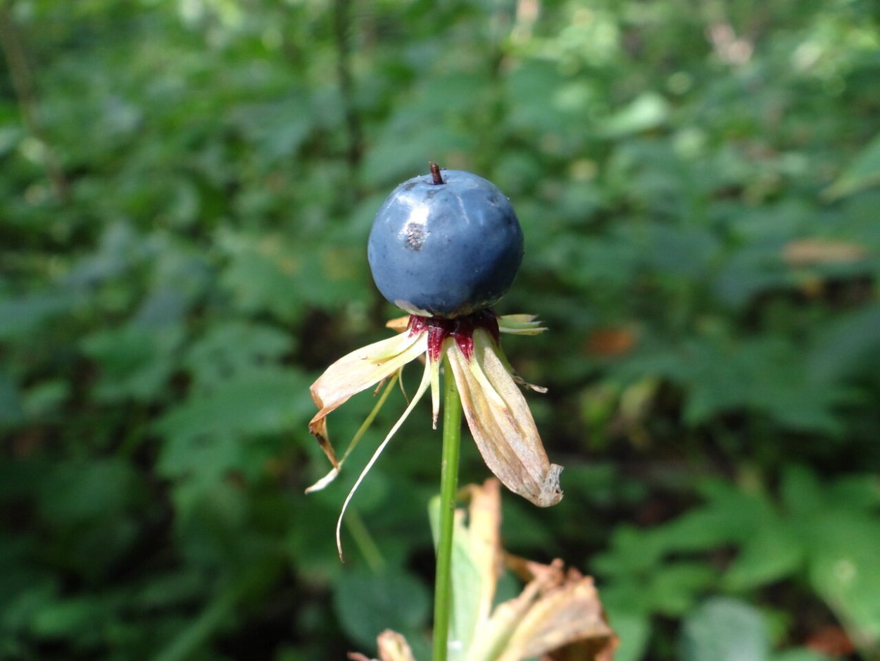 Вороний глаз четырёхлистный