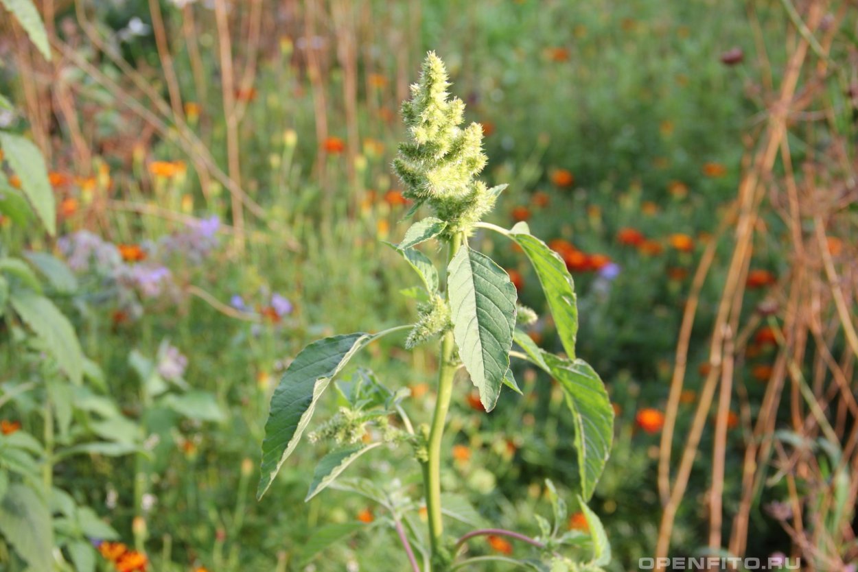 Амарант Колосистый (Amaranthus retroflexus l.)