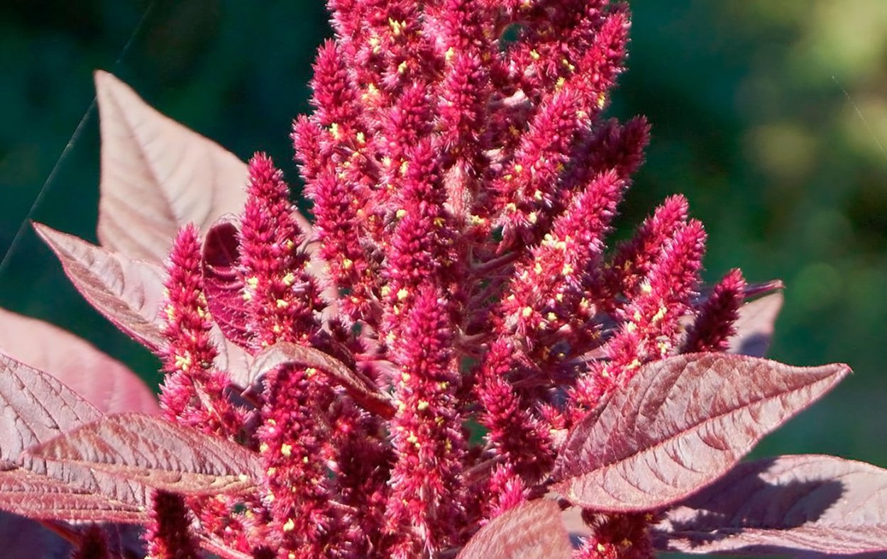 Amaranthus hypochondriacus