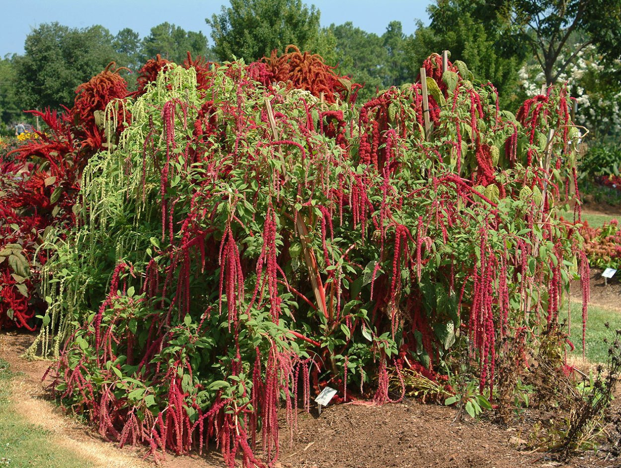 Амарант хвостатый красный