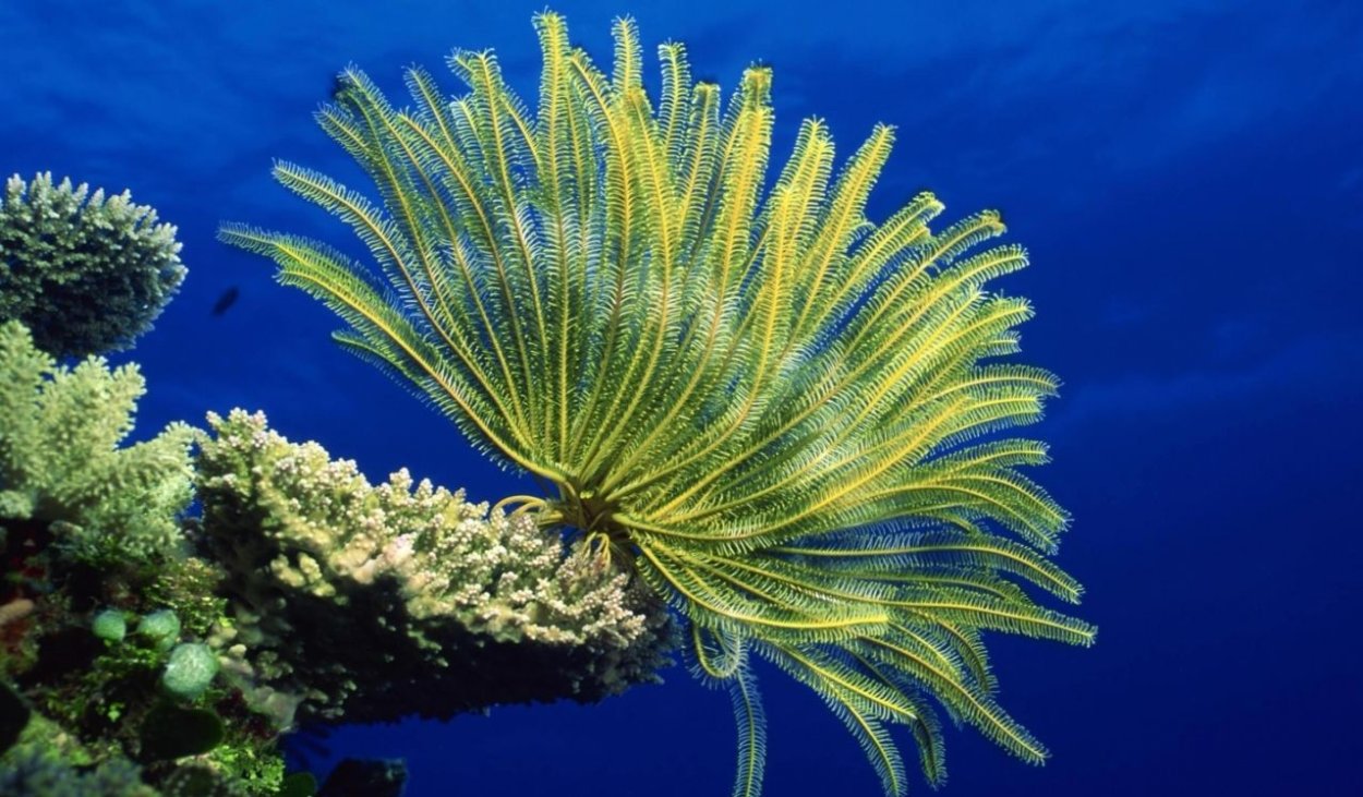 Многообразие мхов