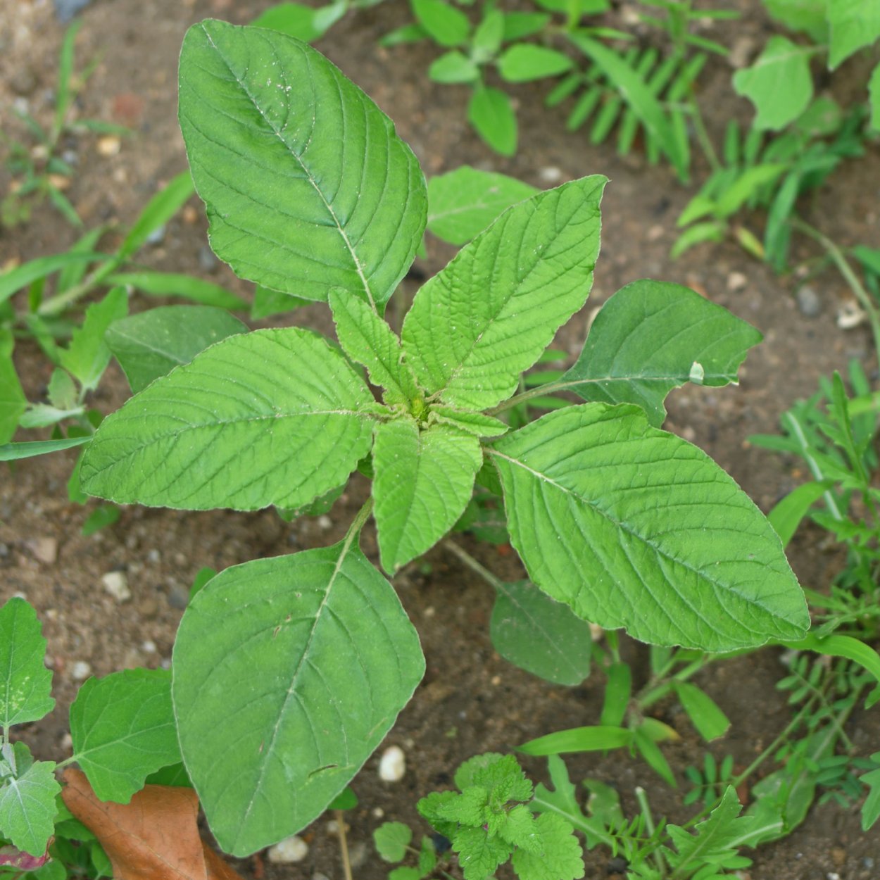 Amaranthus retroflexus
